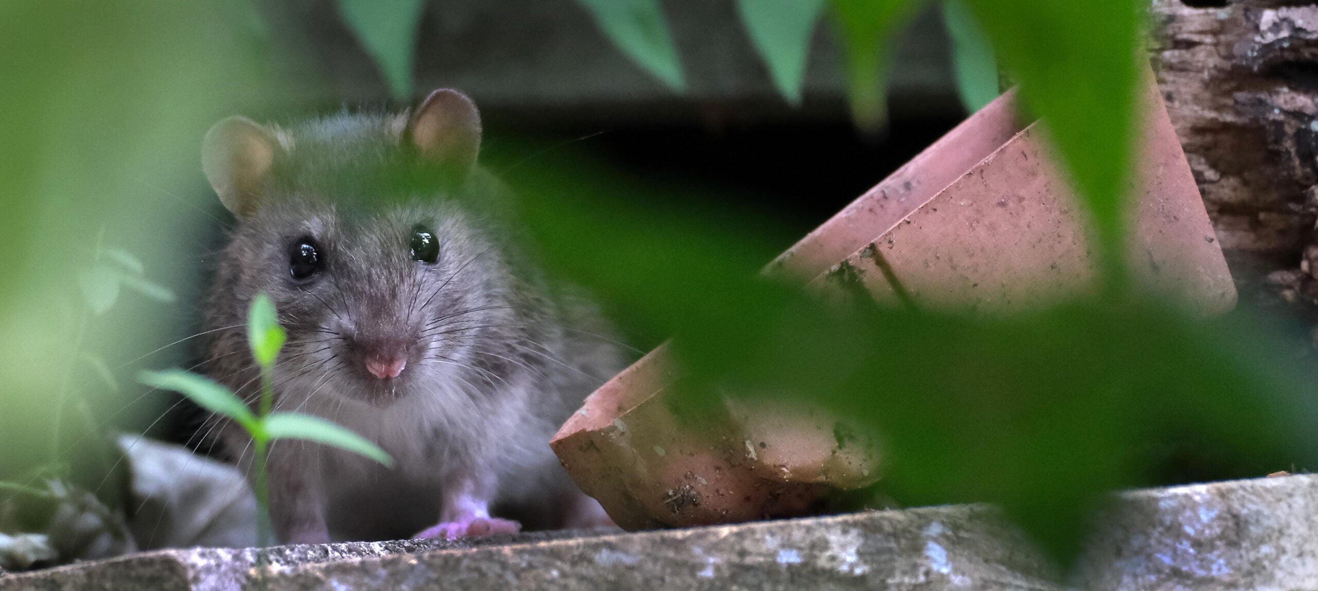 Hantavirus: What Should Patients Know?